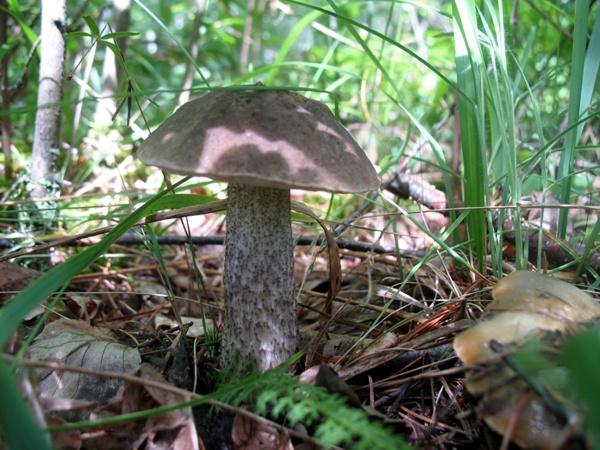 Гриб подберёзовик, Виннипег где-то рядом, Штейнбах, Манитоба. Leccinum scabrum mushroom, Manitoba