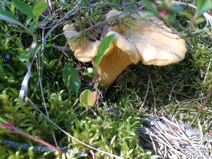 За грибами на юг Манитобы